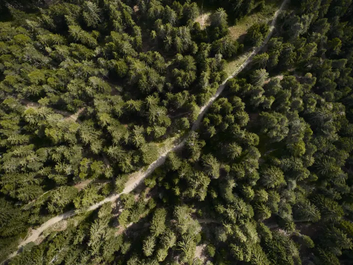 FORESTIS Nature & Landscape